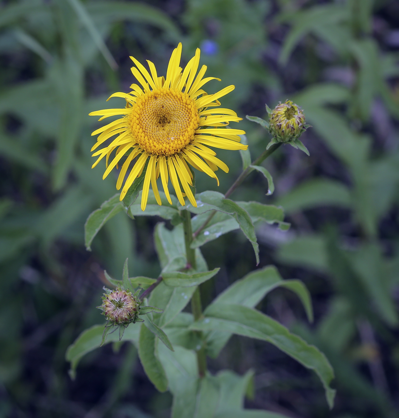 Image of Inula salicina specimen.