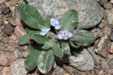 Arnebia obovata