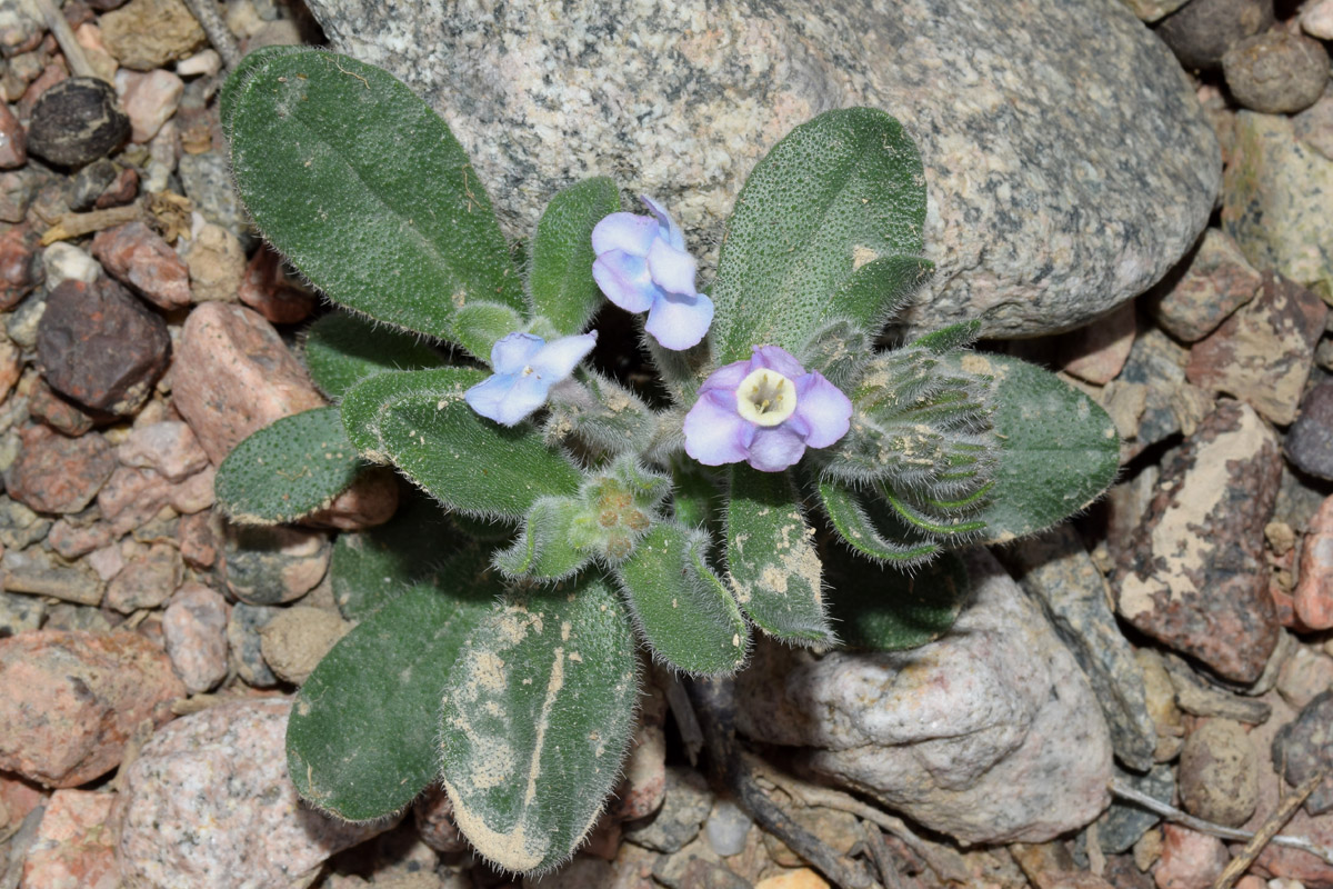 Image of Arnebia obovata specimen.