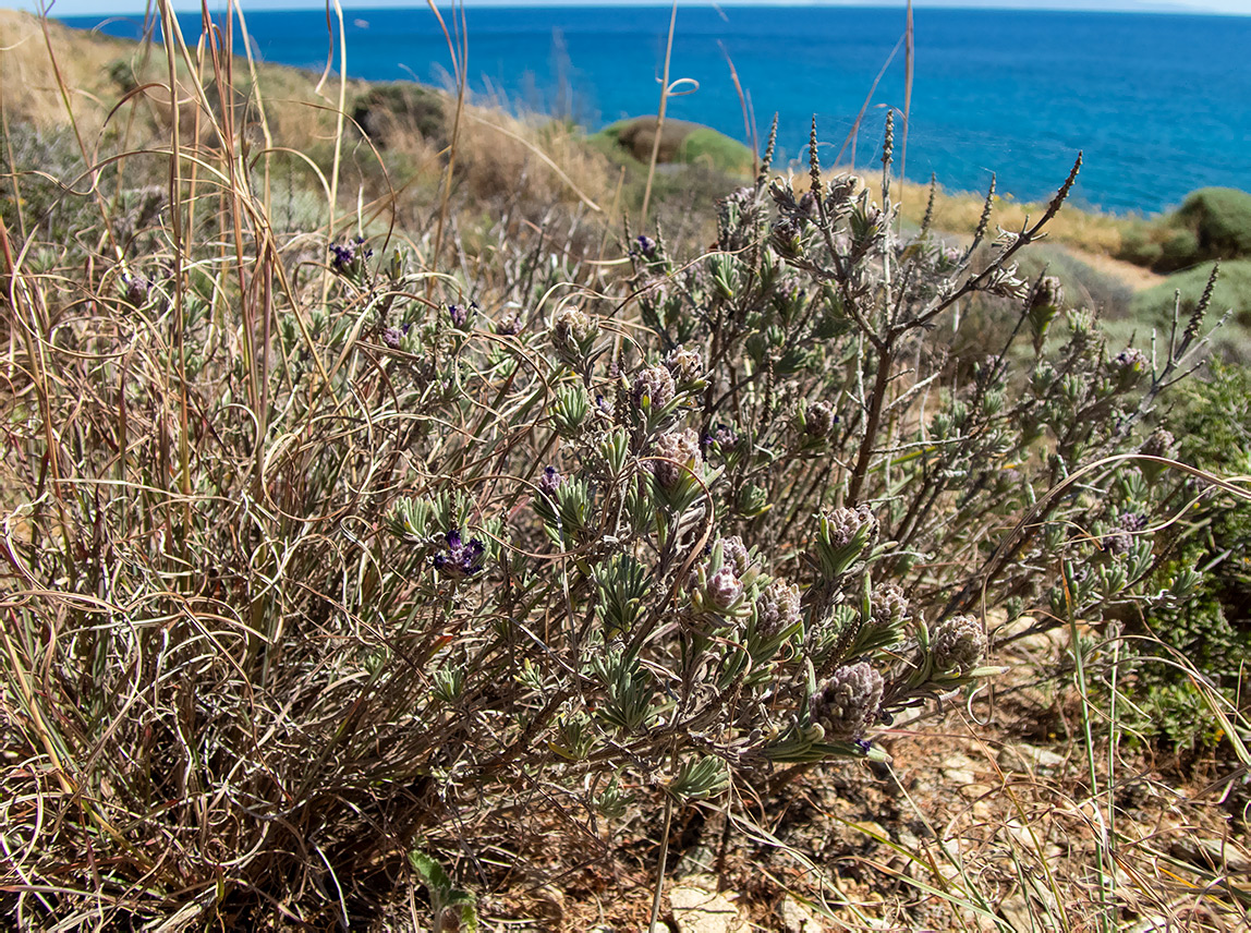 Изображение особи Lavandula stoechas.