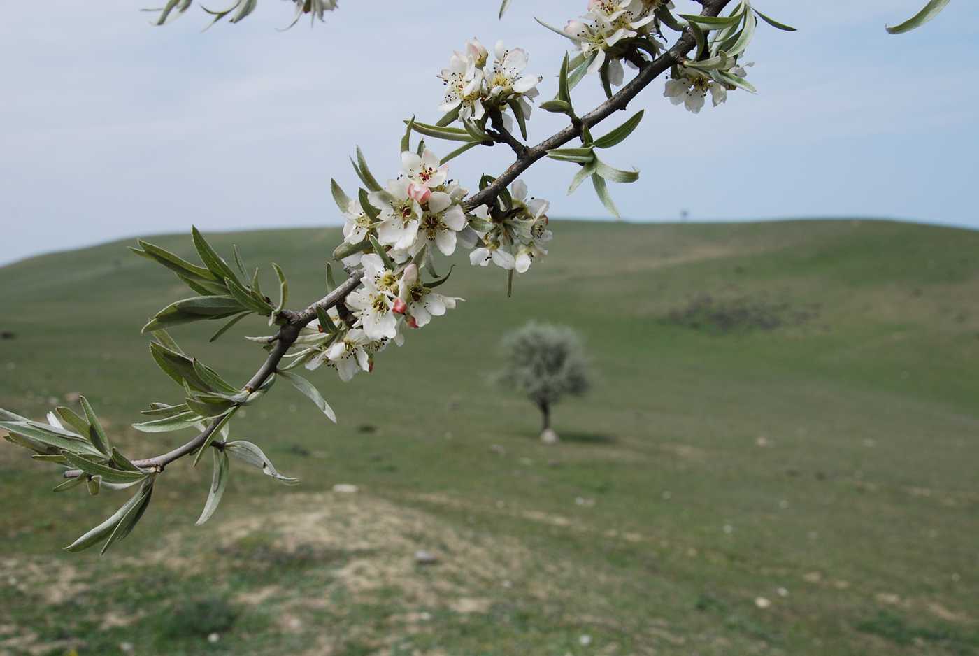 Image of Pyrus salicifolia specimen.