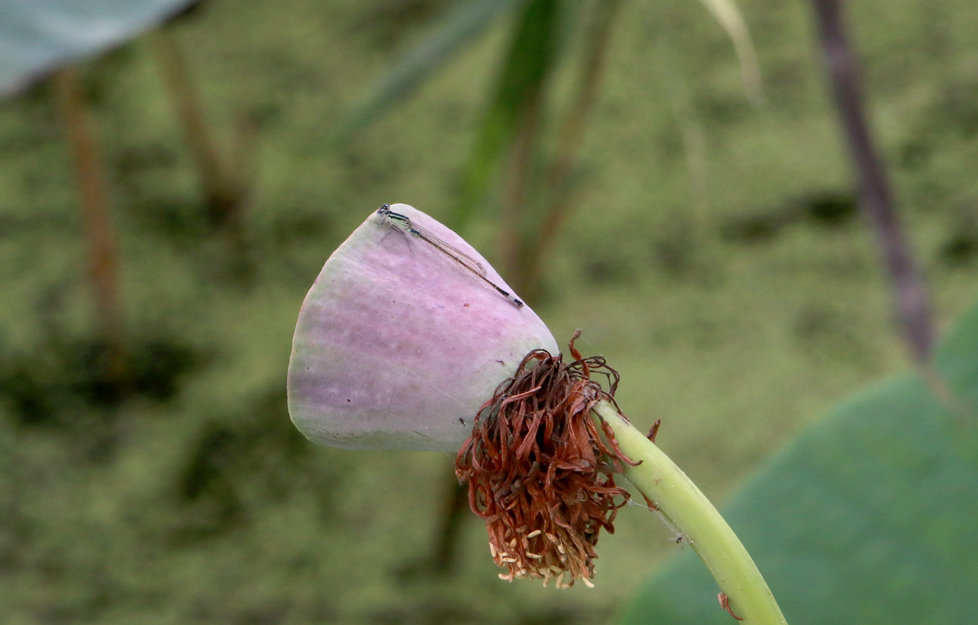 Image of Nelumbo komarovii specimen.