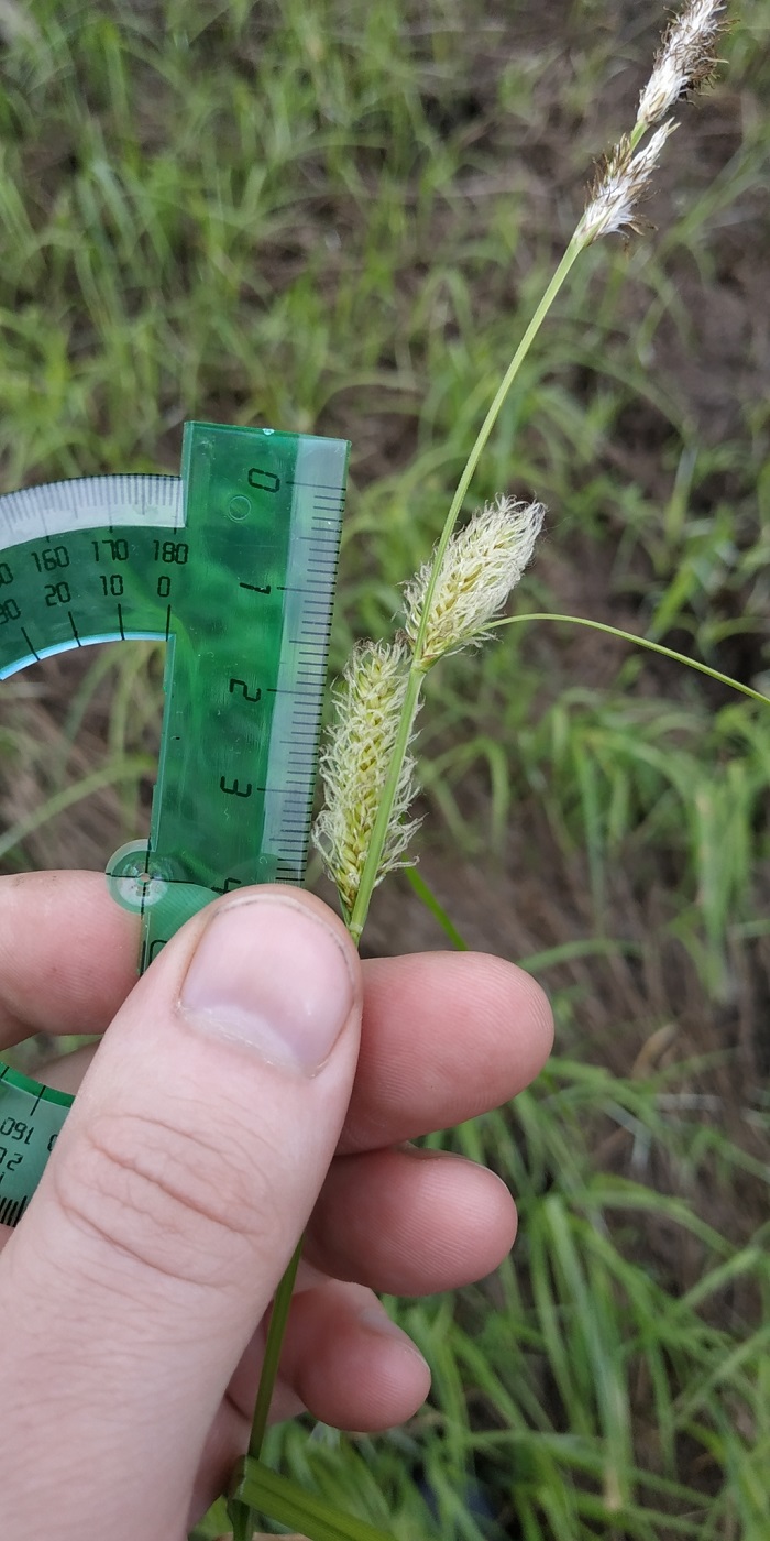 Image of Carex rhynchophysa specimen.