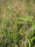 Tragopogon dasyrhynchus