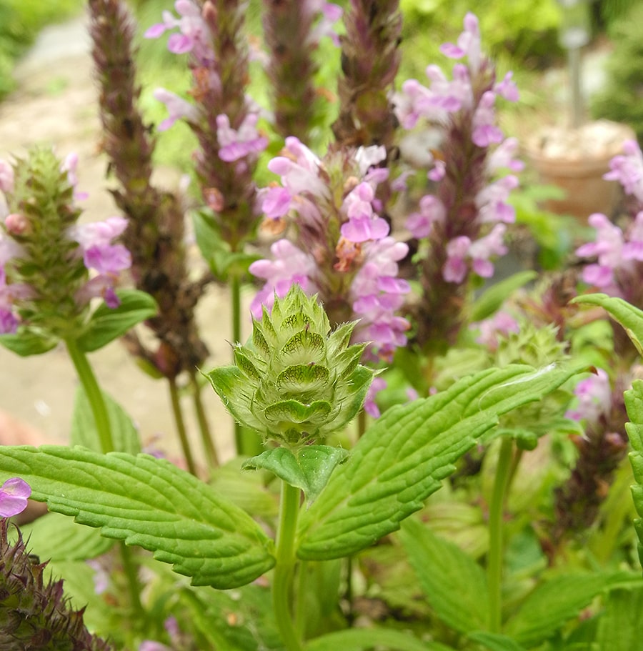 Image of Nepeta nervosa specimen.