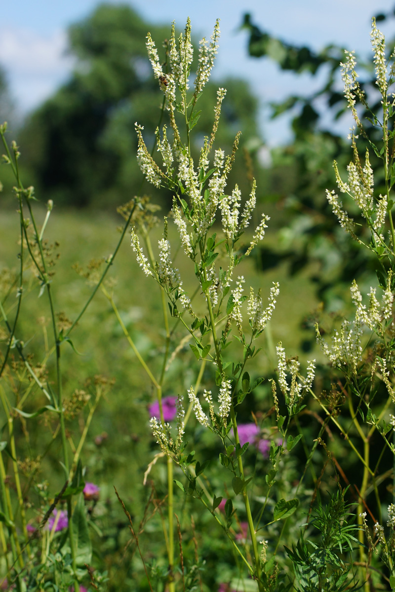 Изображение особи Melilotus albus.