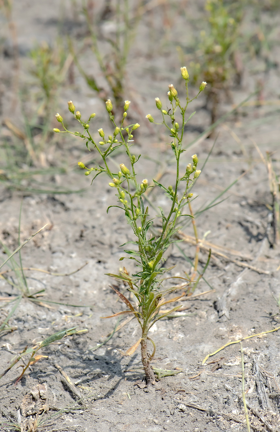 Image of genus Conyza specimen.