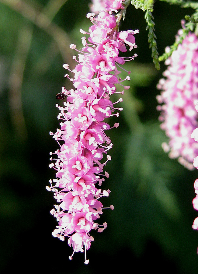 Image of Tamarix ramosissima specimen.