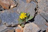 Crepis nana