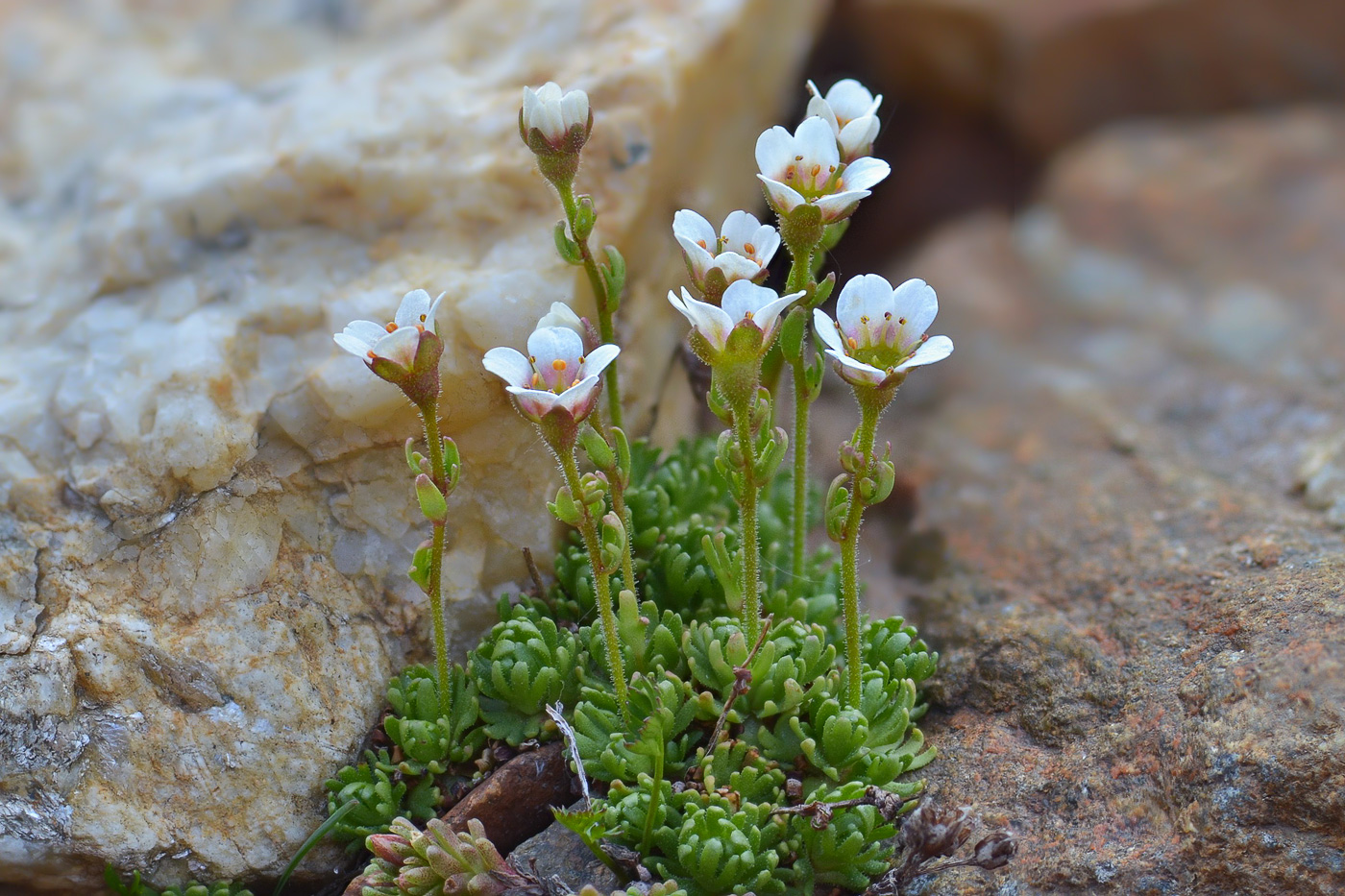 Image of Saxifraga exarata specimen.
