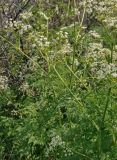 Anthriscus sylvestris. Верхушки побегов с соцветиями. Крым, Караларский природный парк, окр. бухты Шелковица, степной склон, окраина зарослей кустарников. 07.05.2021.