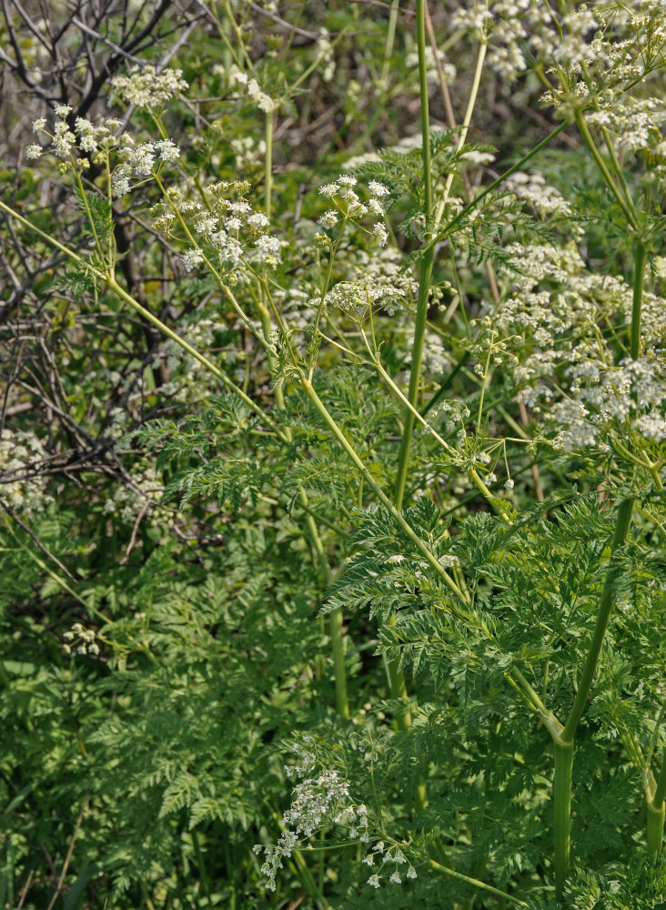 Изображение особи Anthriscus sylvestris.