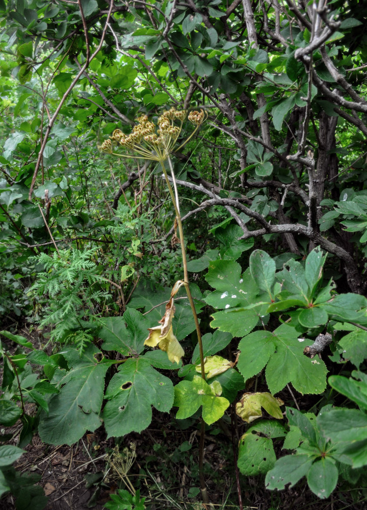 Изображение особи Heracleum moellendorffii.