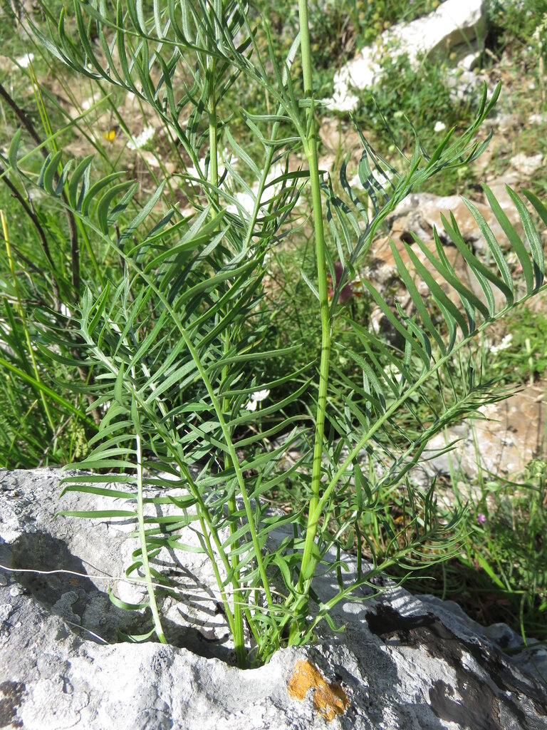 Image of Klasea cetinjensis specimen.