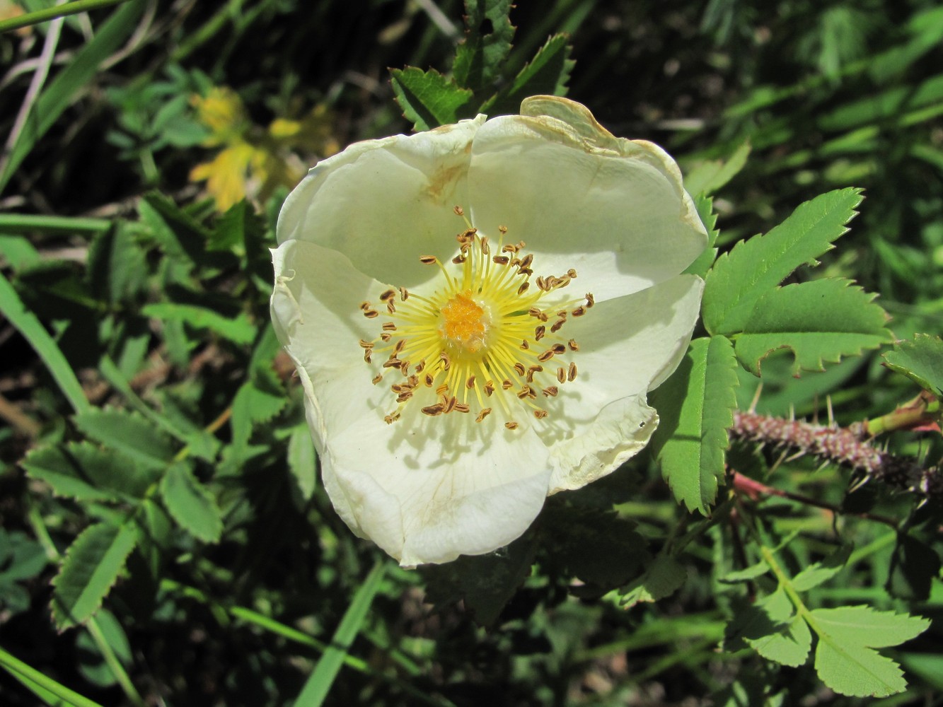 Image of Rosa spinosissima specimen.