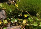 Ranunculus natans