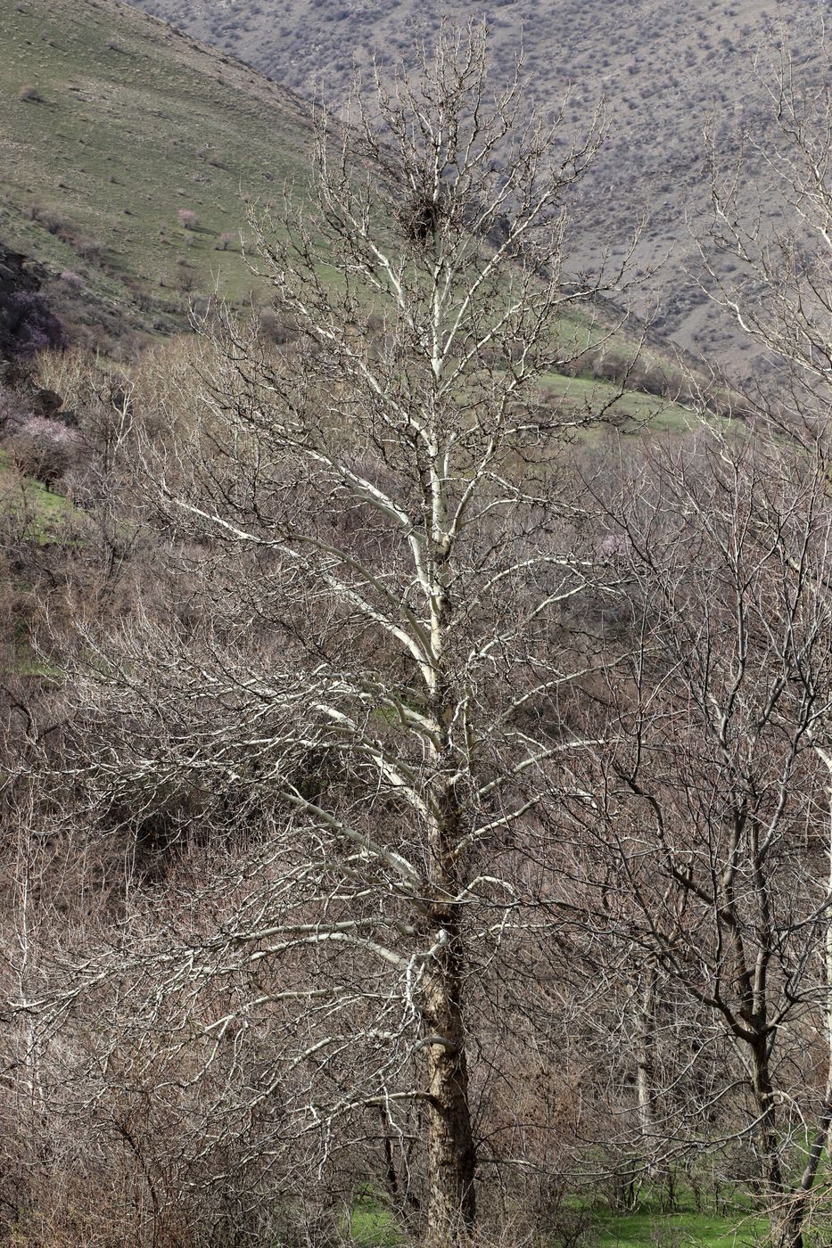 Изображение особи Platanus orientalis.