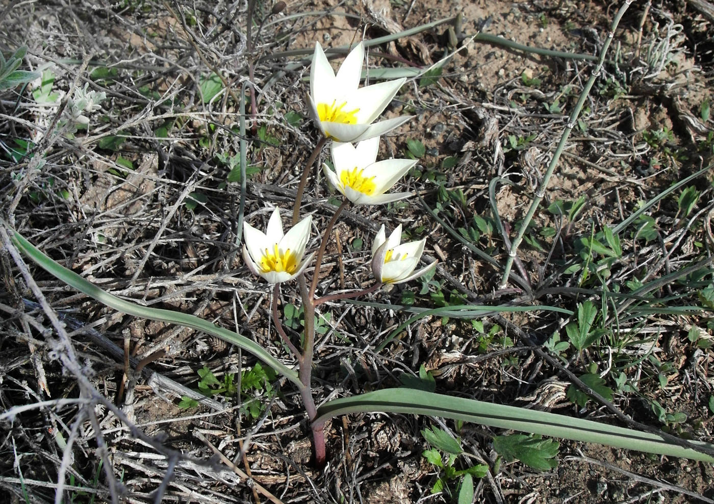 Image of Tulipa buhseana specimen.