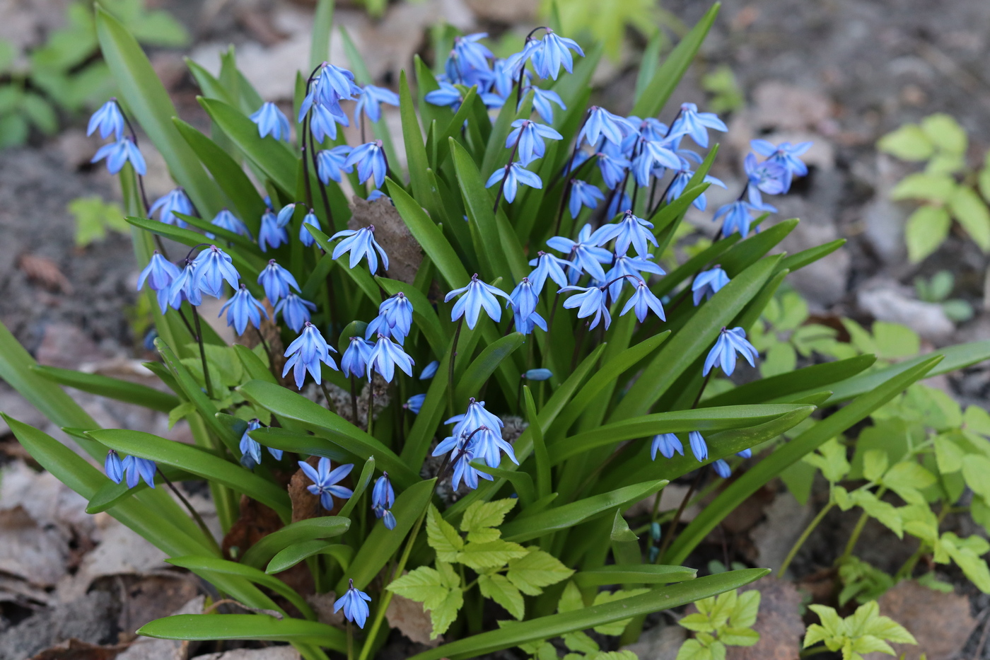 Изображение особи Scilla siberica.