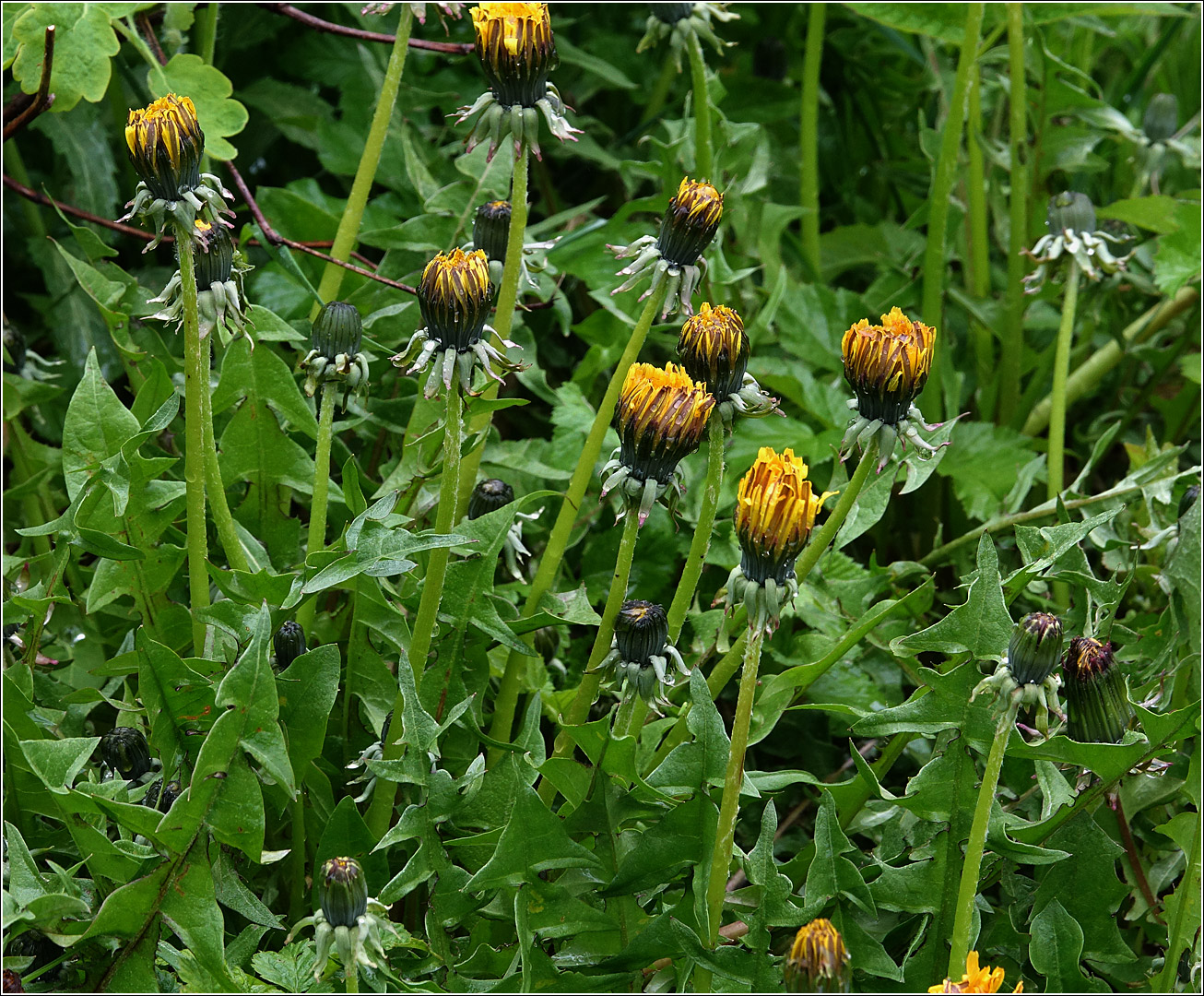 Изображение особи Taraxacum officinale.