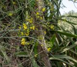 Parkinsonia florida