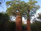 род Adansonia. Вегетирующие растения. Мадагаскар, провинция Тулеария, регион Ациму-Андрефана, колючий лес Ифати. 02.12.2019.
