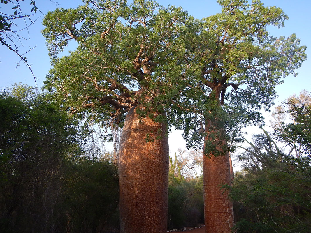 Изображение особи род Adansonia.