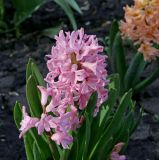 Hyacinthus orientalis
