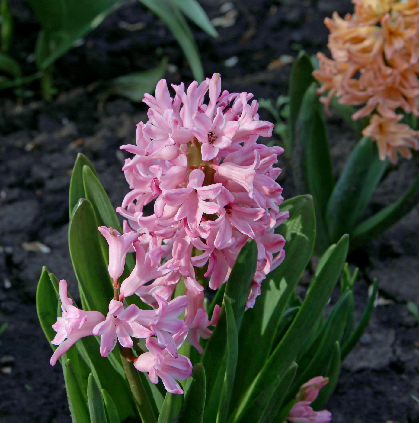 Image of Hyacinthus orientalis specimen.