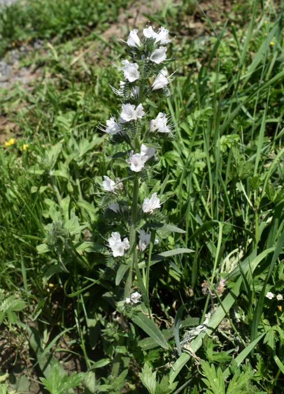 Image of Echium vulgare specimen.