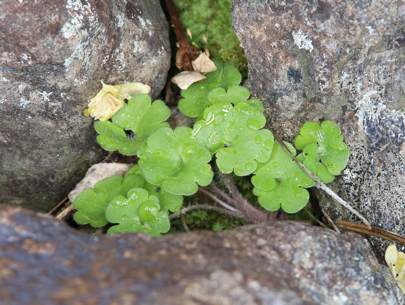 Изображение особи род Saxifraga.