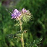 Phacelia tanacetifolia