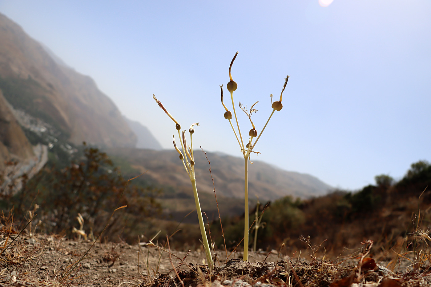 Image of Ungernia victoris specimen.