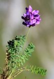 Oxytropis mandshurica. Часть цветущего растения. Приморский край, Ольгинский р-н, окр. пос. Тимофеевка, мыс Четырёх Скал, каменистый приморский склон. 02.09.2022.