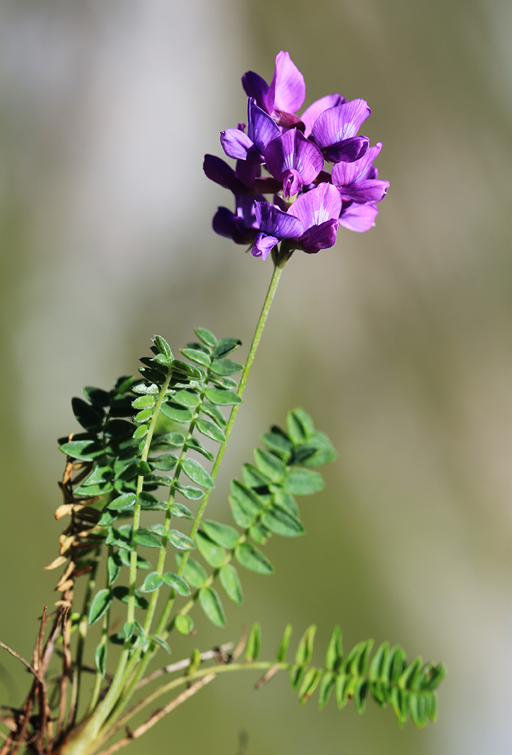 Изображение особи Oxytropis mandshurica.