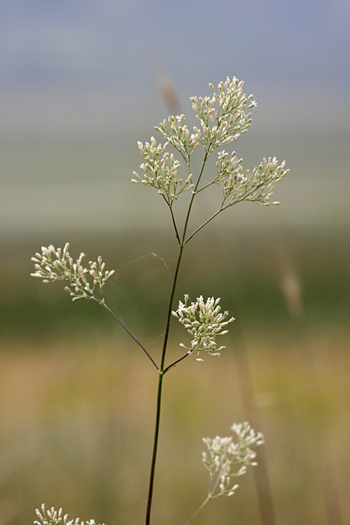 Image of Silene wolgensis specimen.