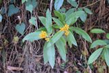 familia Asteraceae
