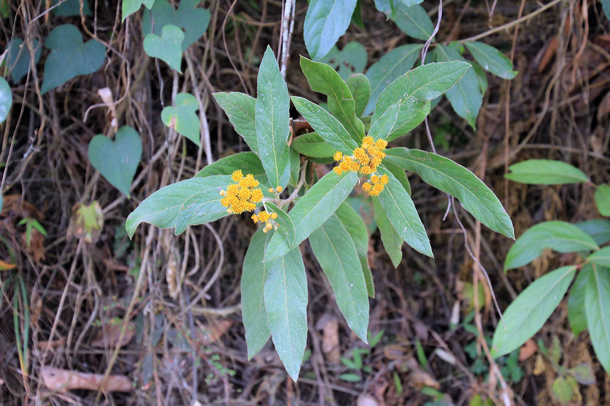 Изображение особи семейство Asteraceae.