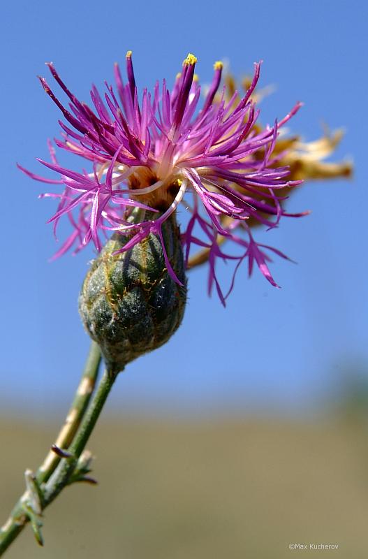 Изображение особи Centaurea adpressa.