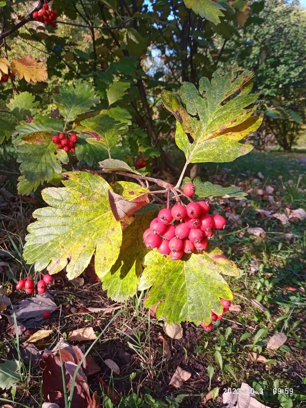 Image of Sorbus caucasica specimen.