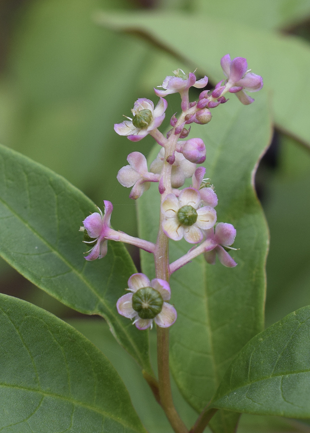 Изображение особи Phytolacca americana.