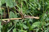 Phleum montanum