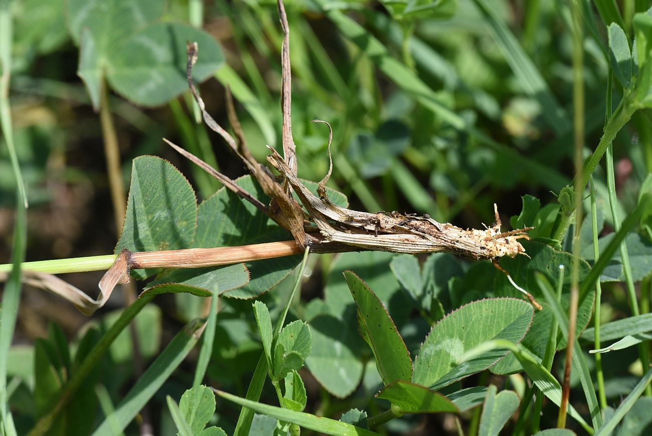 Image of Phleum montanum specimen.