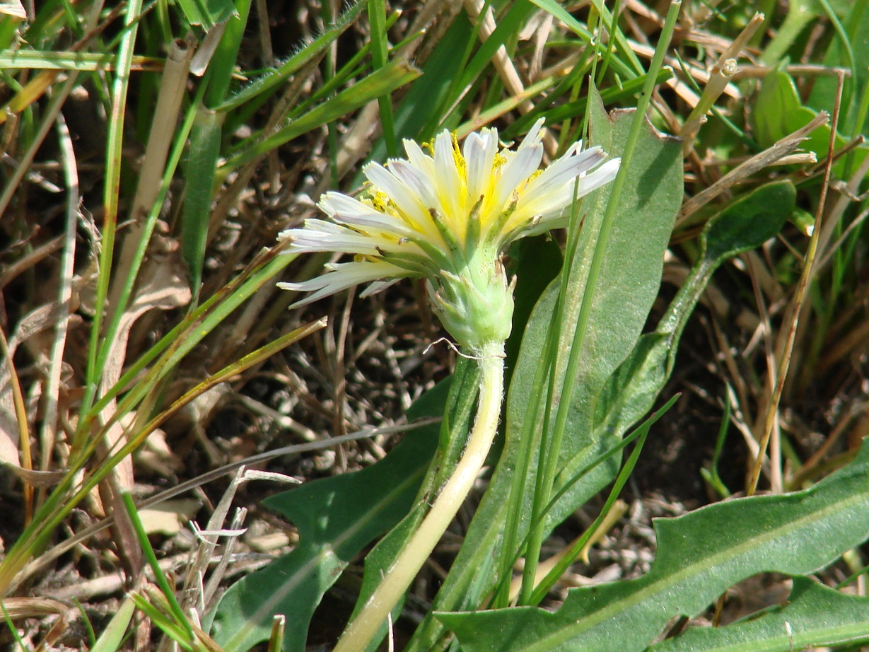Image of Taraxacum leucanthum specimen.