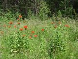 Lychnis chalcedonica. Цветущие растения. Иркутская обл., Иркутский р-н, окр. пос. Большая Речка, опушка смешанного леса. 17.07.2022.