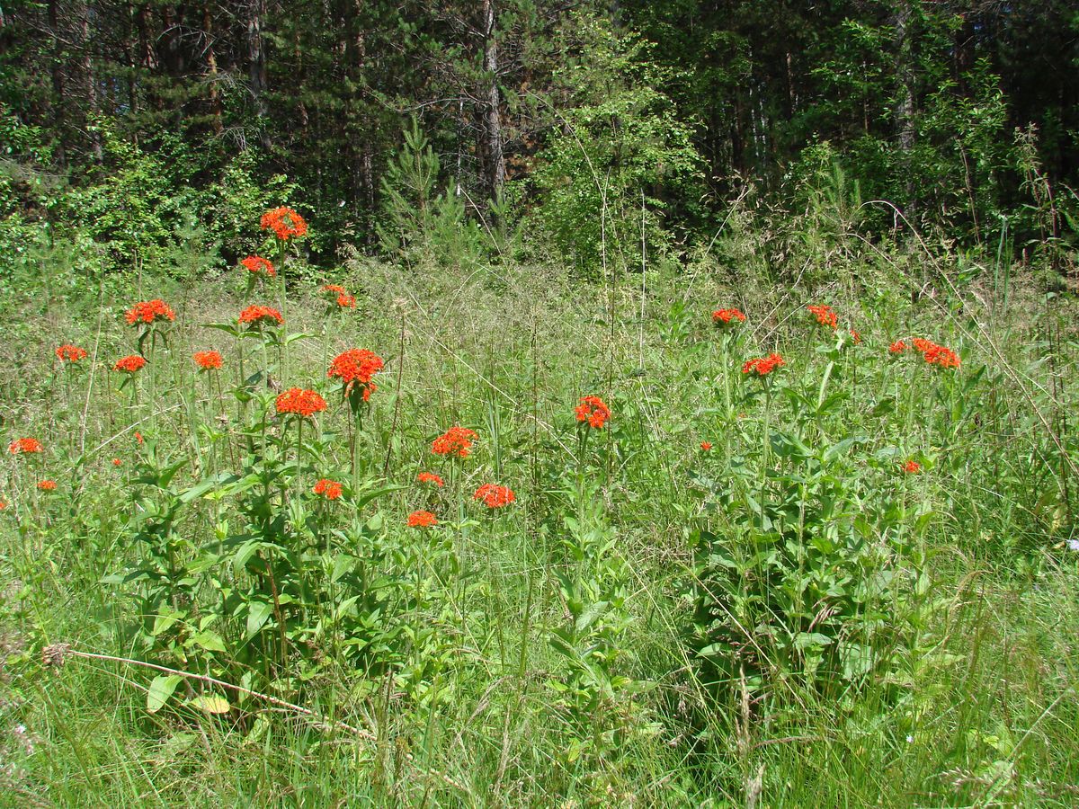 Изображение особи Lychnis chalcedonica.