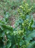 Rumex confertus