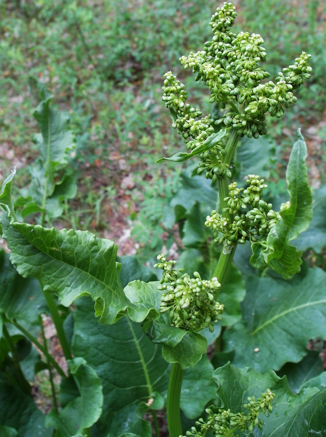 Image of Rumex confertus specimen.