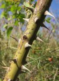 Rosa variety tomentosa