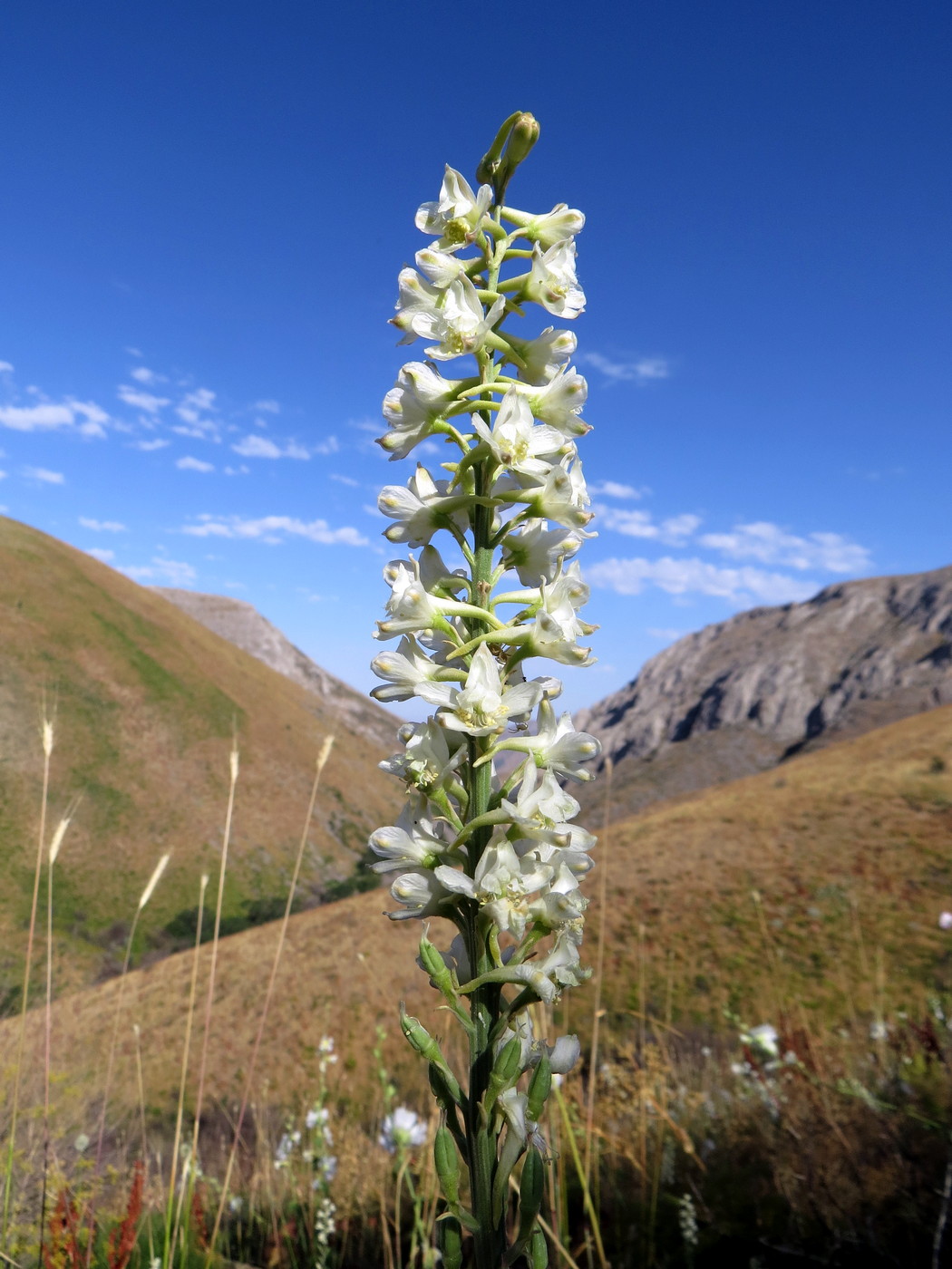 Image of Delphinium biternatum specimen.